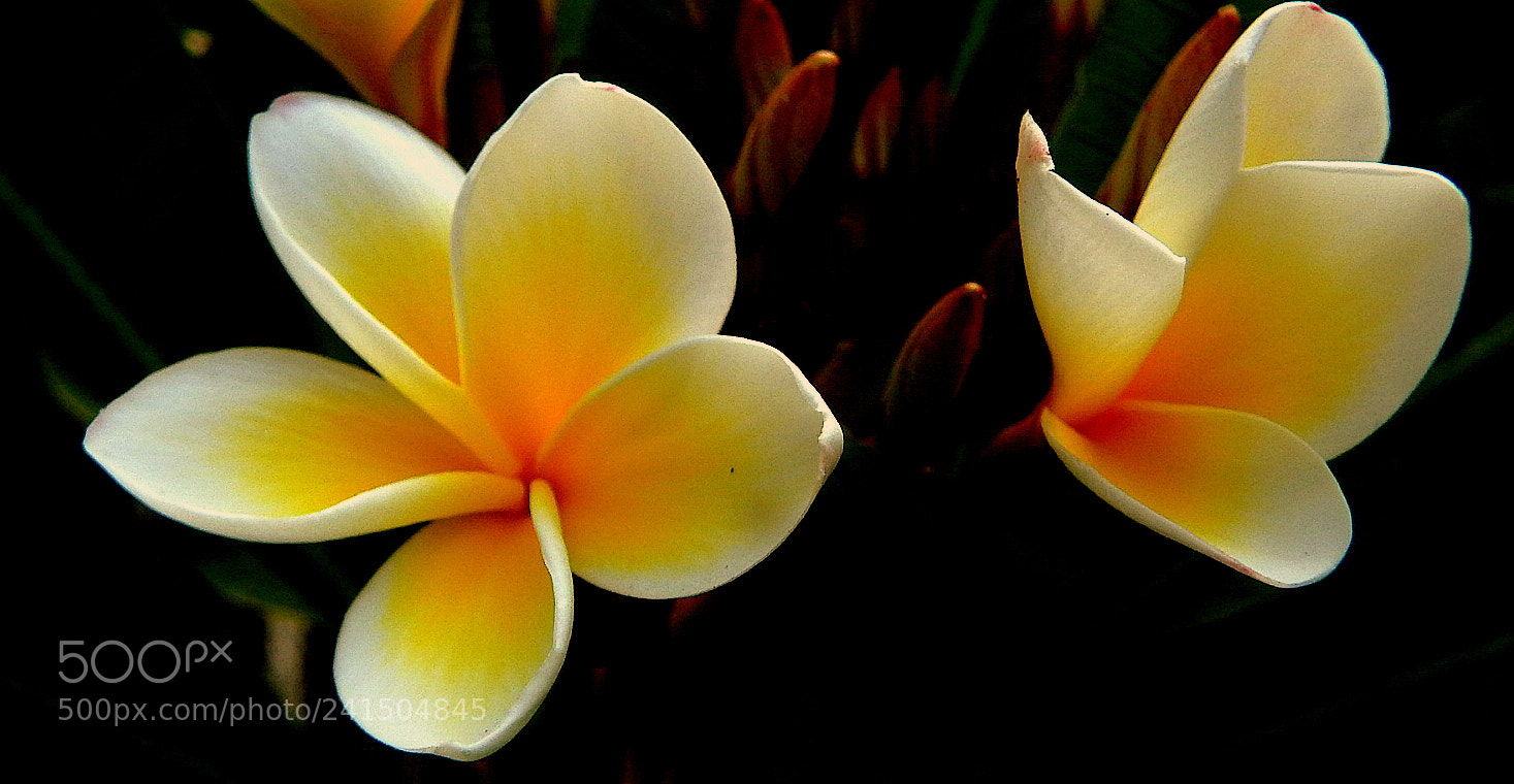 Fujifilm FinePix SL1000 sample photo. Jasmim manga photography