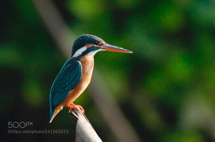 Nikon D500 sample photo. Common kingfisher at carambolim photography