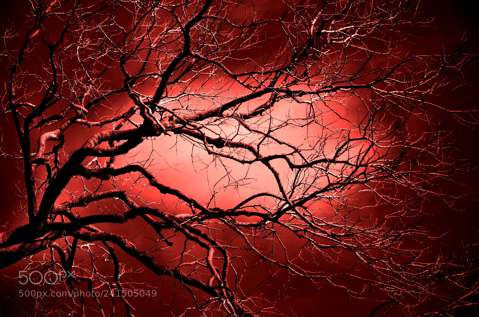 Pentax K-5 IIs sample photo. Red・・赤 photography