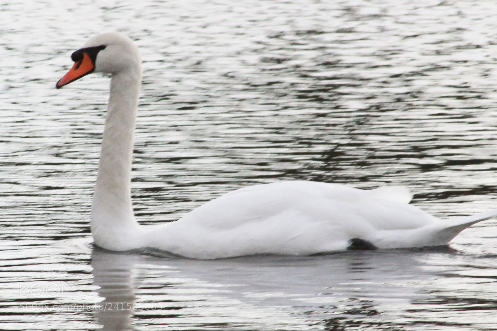 Canon EOS 1100D (EOS Rebel T3 / EOS Kiss X50) sample photo. Swan 03 scotland photography