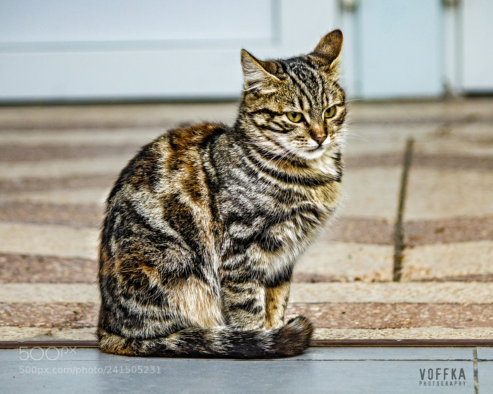 Canon EOS 1300D (EOS Rebel T6 / EOS Kiss X80) sample photo. Stripes photography