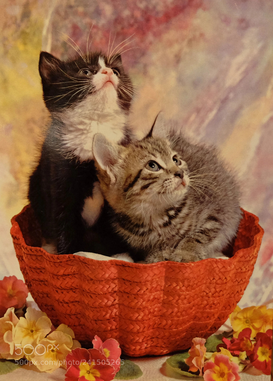 Fujifilm X-M1 sample photo. Kittens photography