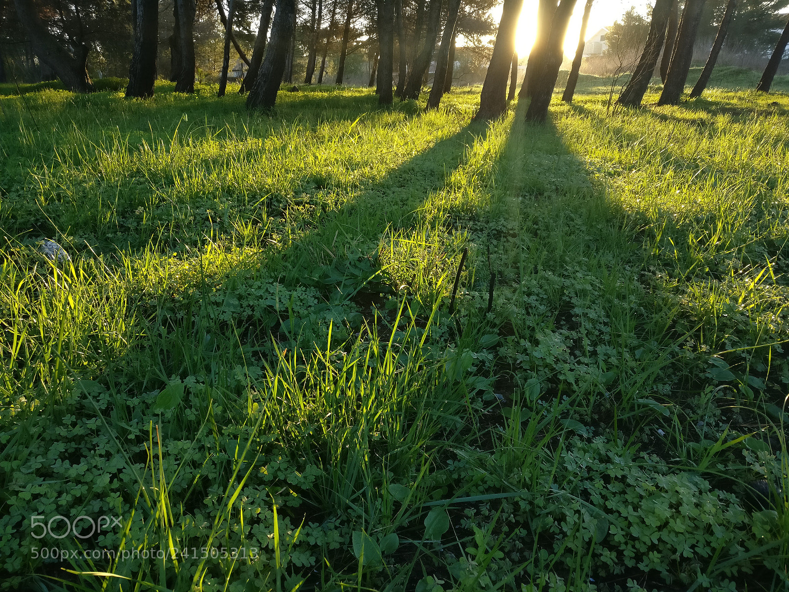 OnePlus A3003 sample photo. Morning walk photography