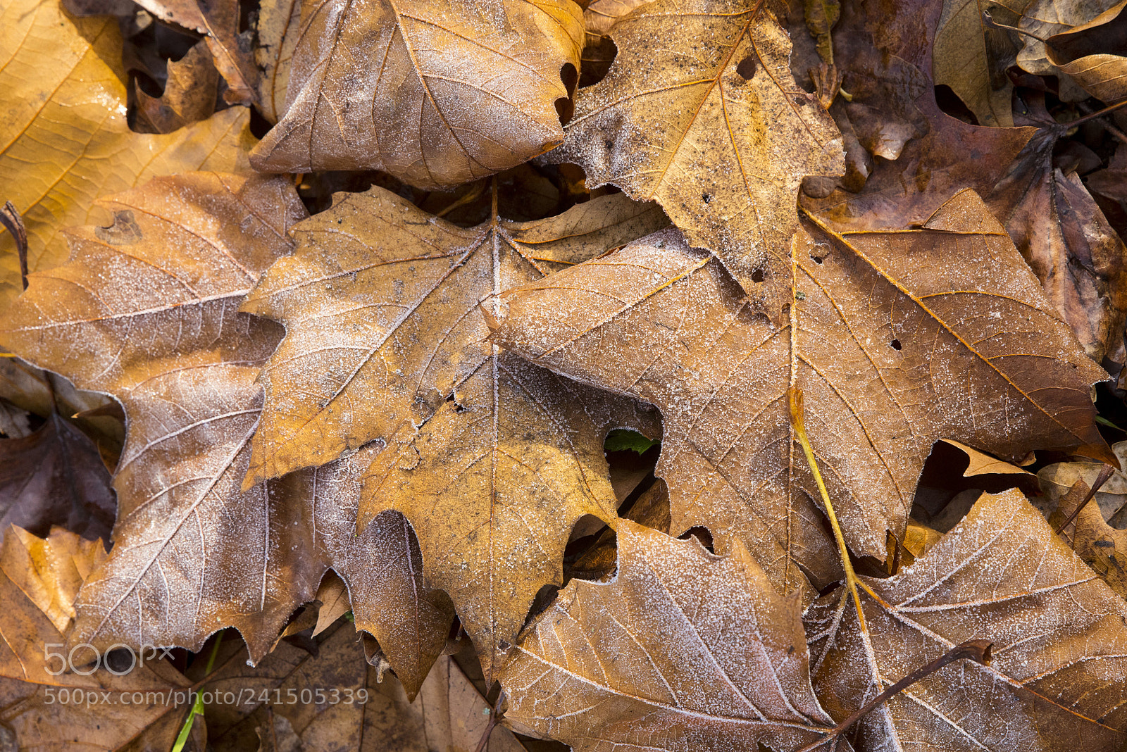 Nikon D810 sample photo. Wallpaper photography