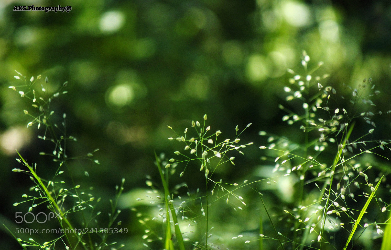 Canon EOS 1300D (EOS Rebel T6 / EOS Kiss X80) sample photo. Grass photography