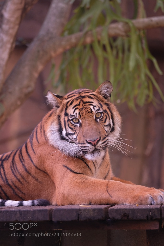 Fujifilm X-T2 sample photo. Tiger photography