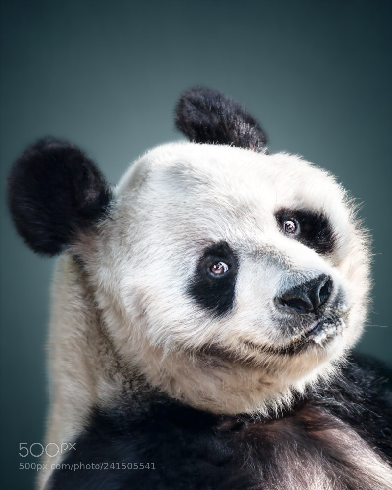 Canon EOS 40D sample photo. Animal personality great panda photography