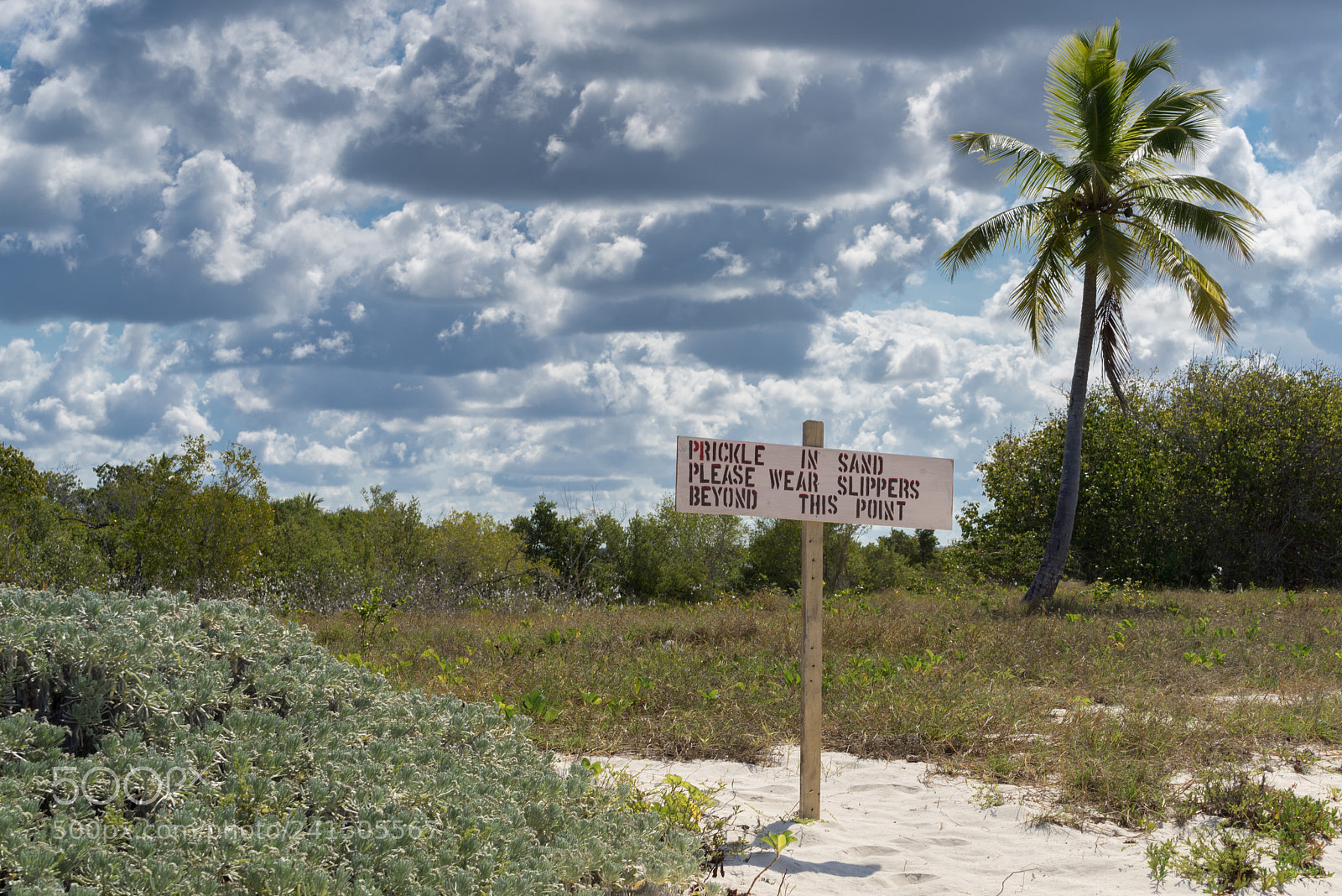 Sony a7R sample photo. Great inagua photography