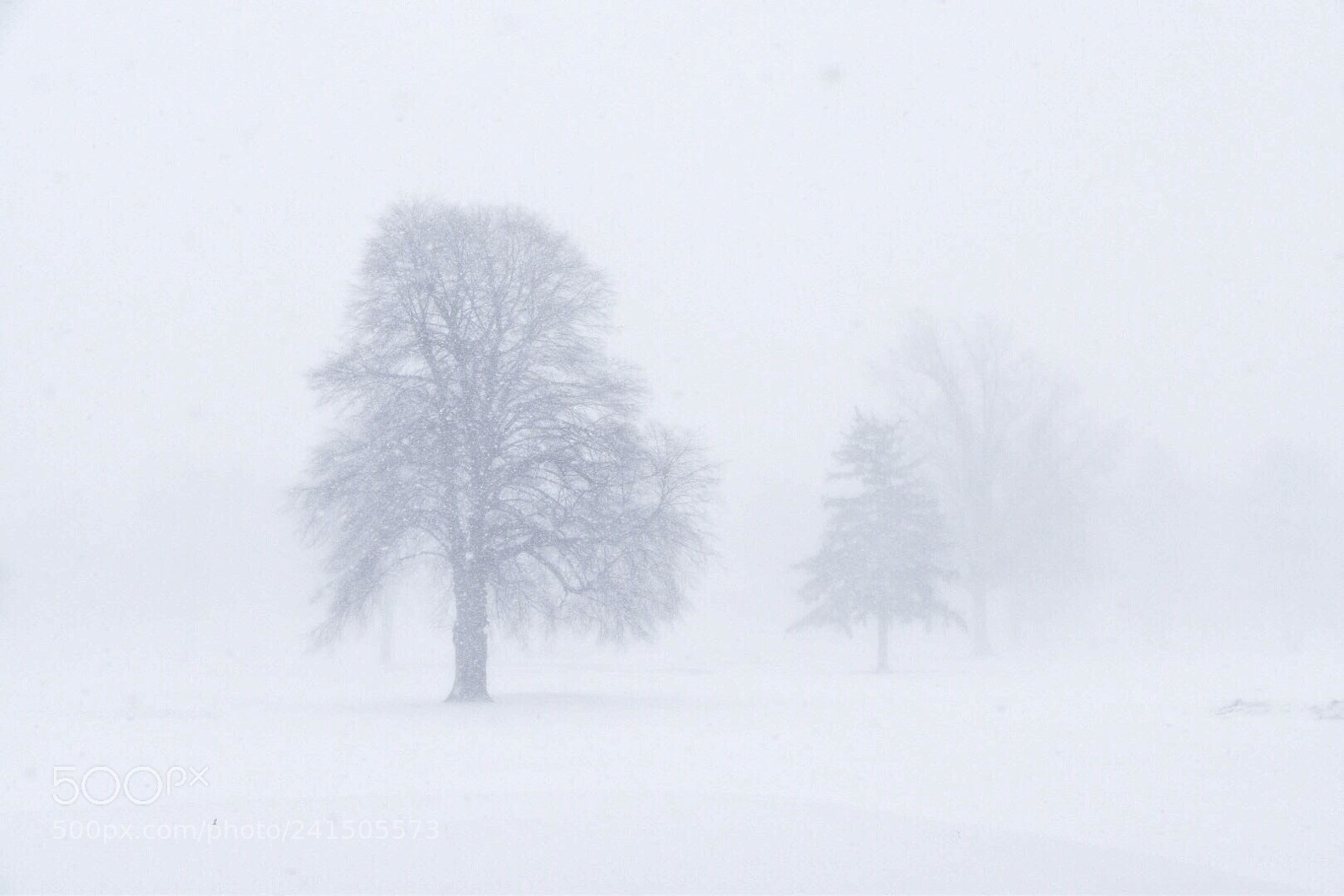 Nikon D5500 sample photo. White out photography
