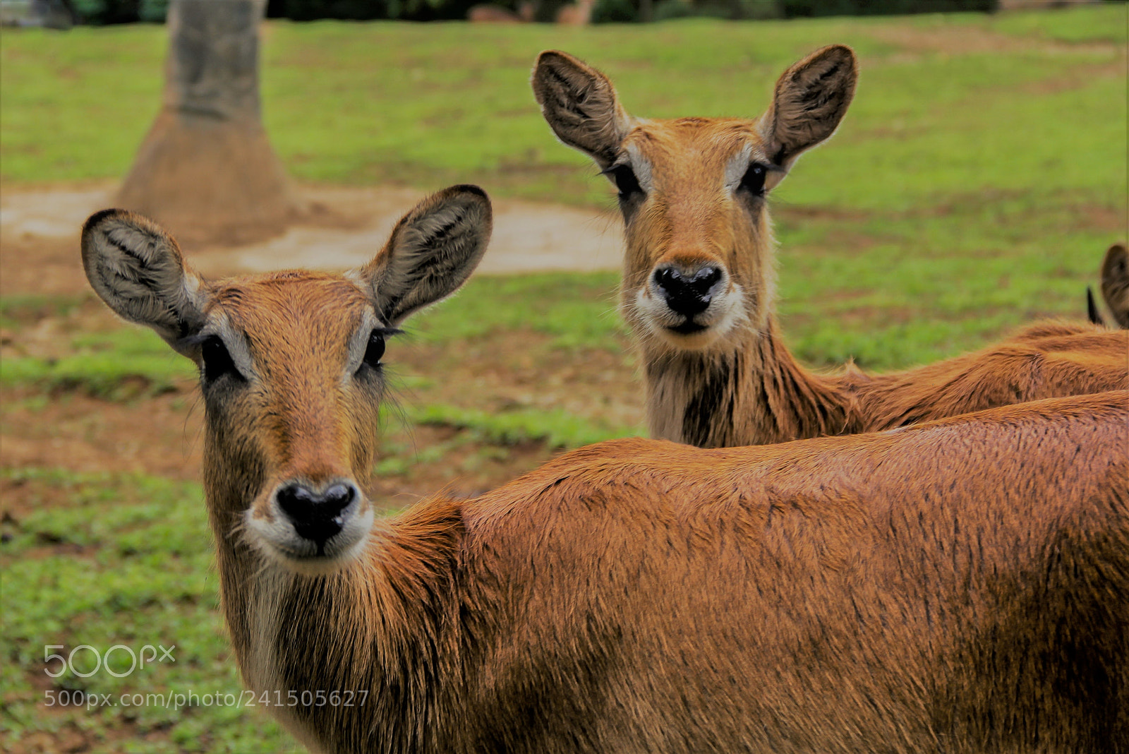 Canon EOS 60D sample photo. The antelopes photography