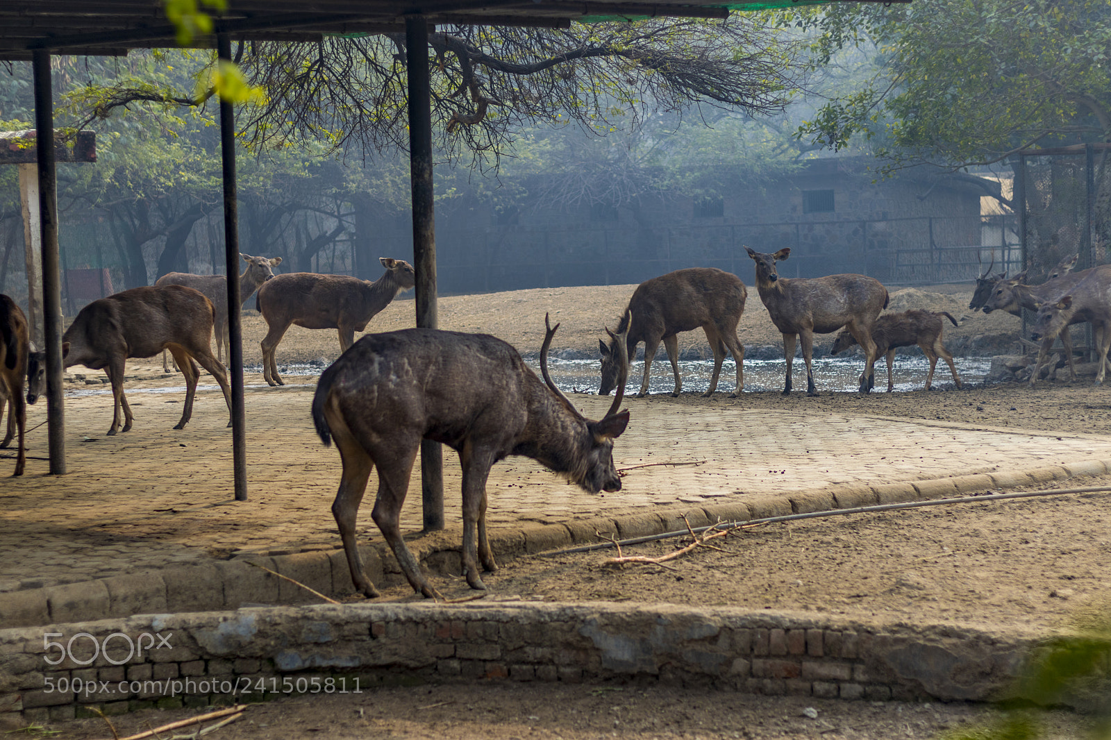 Canon EOS 77D (EOS 9000D / EOS 770D) sample photo. Deer photography