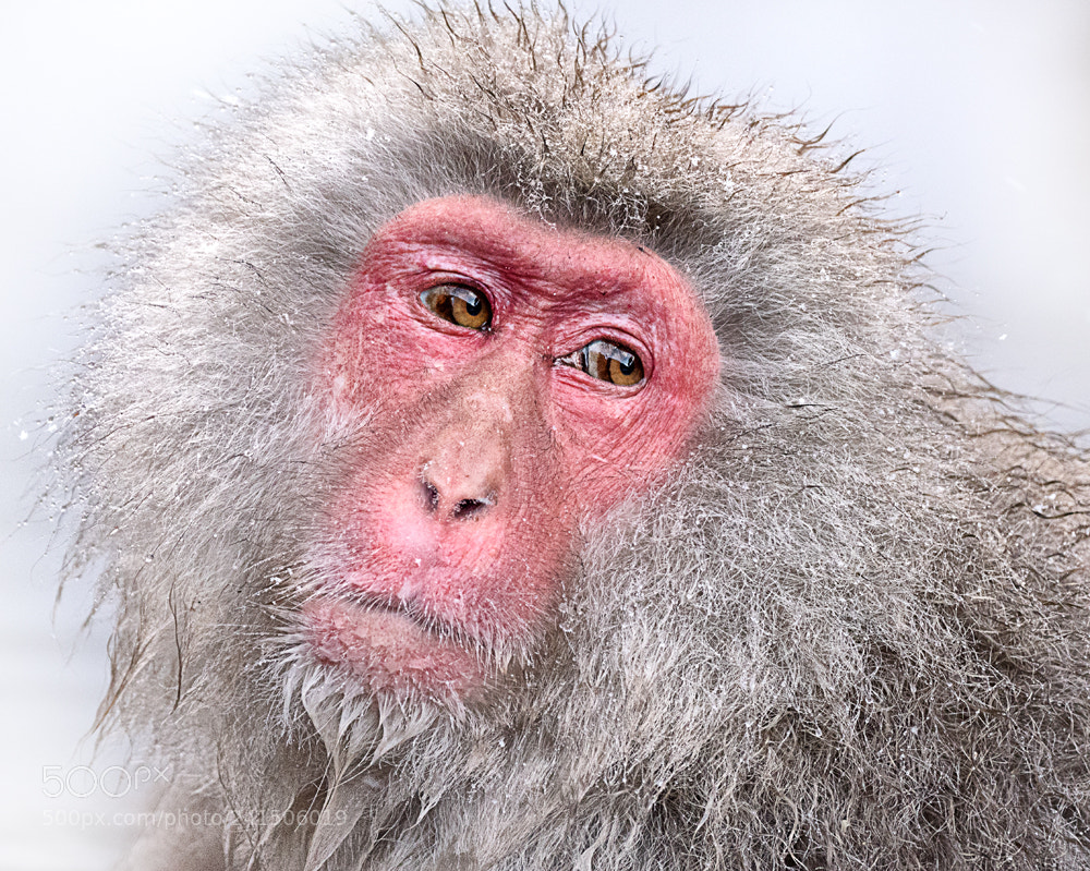 Panasonic Lumix DMC-FZ1000 sample photo. Snow monkey photography