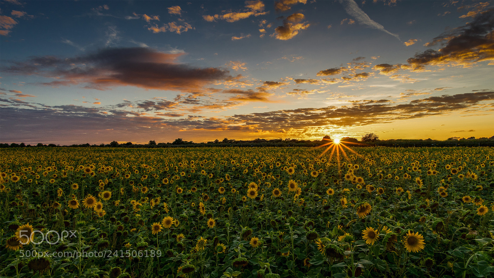 Sony a7 II sample photo. Sonnenblumen photography