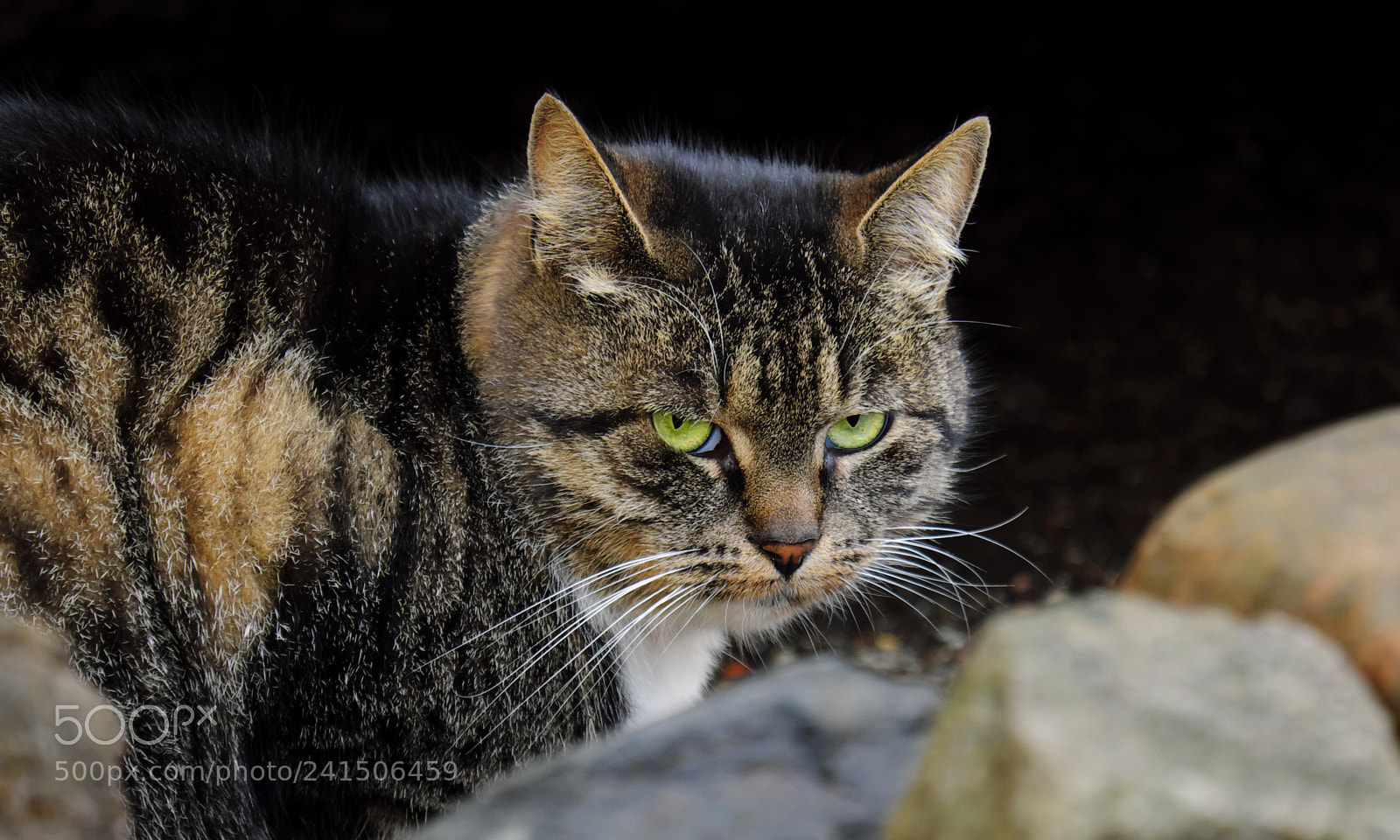 Fujifilm X-T20 sample photo. Gloomy cat photography