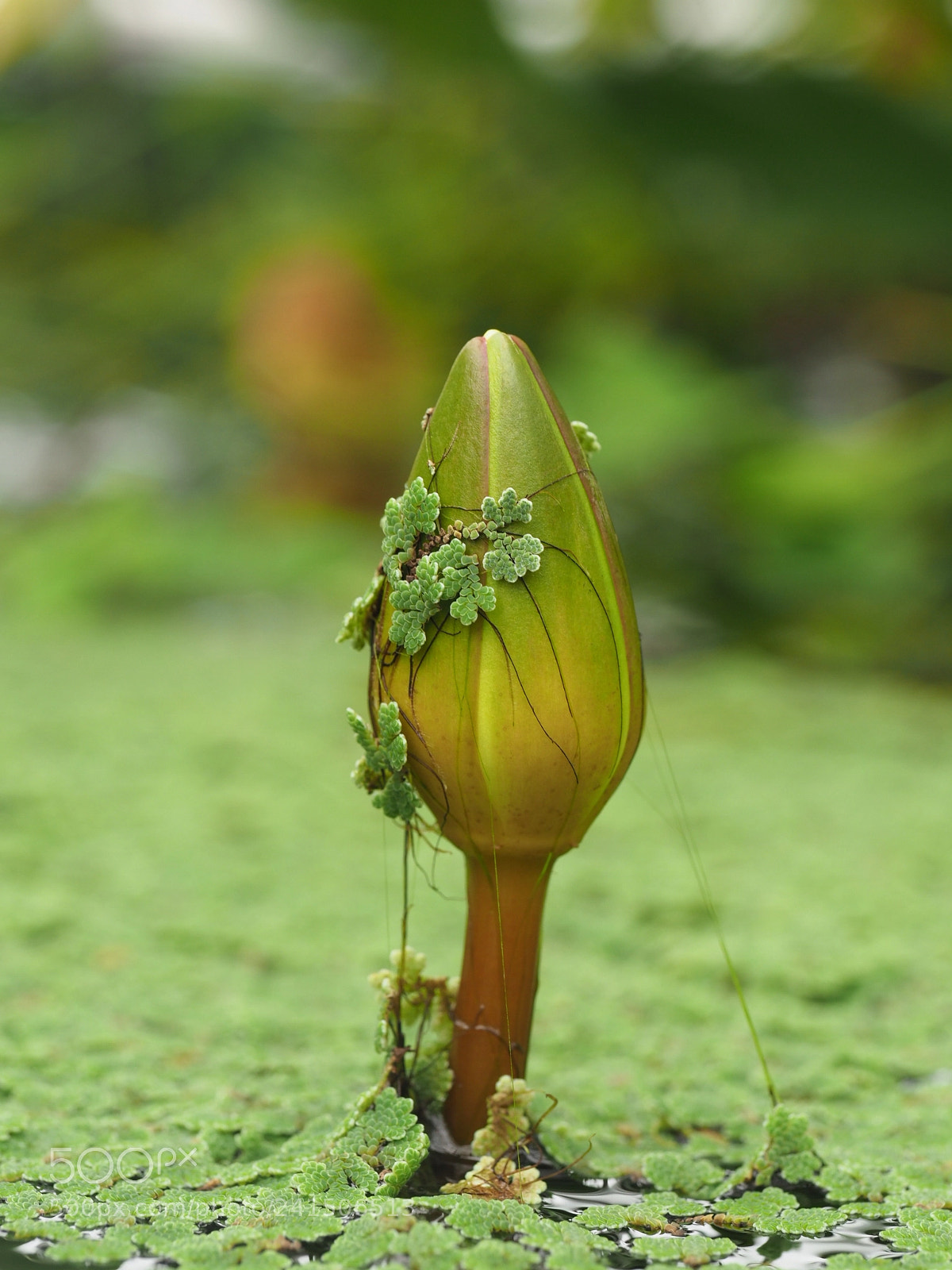 Olympus OM-D E-M1 Mark II sample photo. Waterplant photography