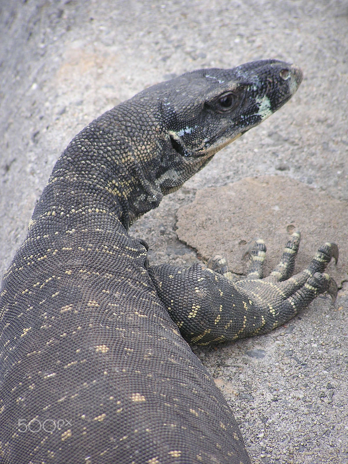 Olympus C740UZ sample photo. Monitor lizard photography