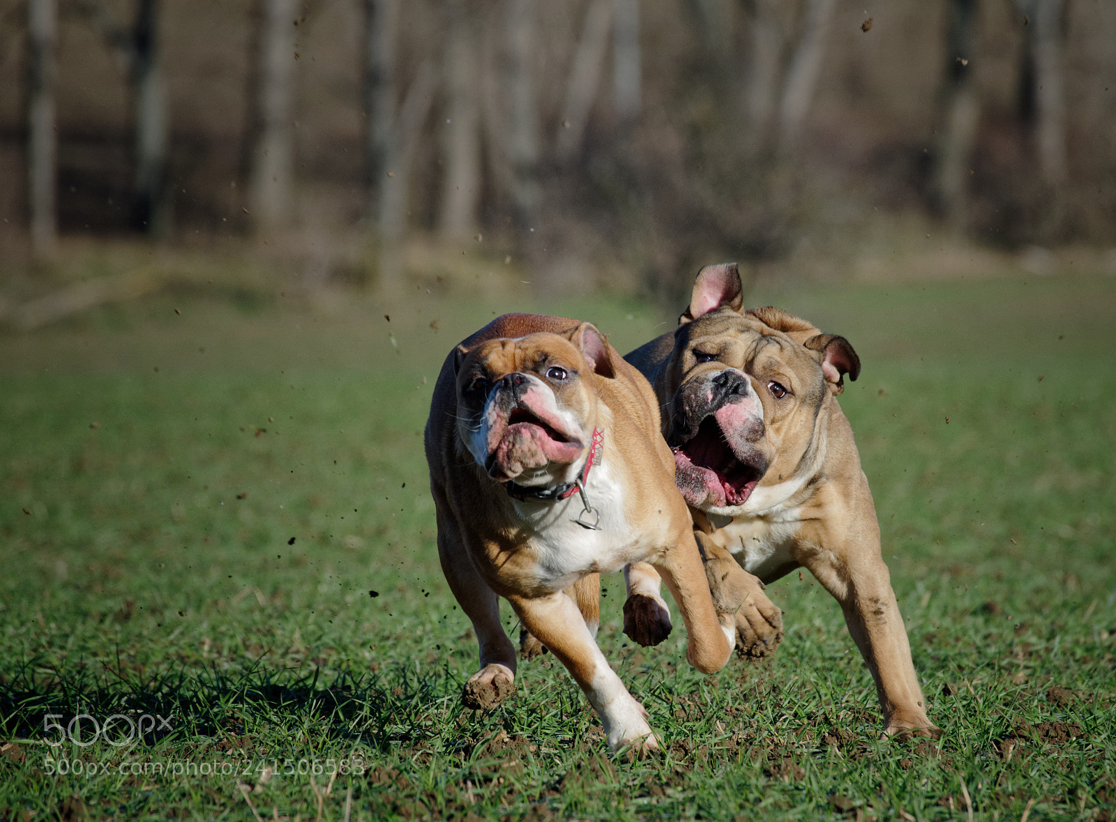 Pentax K-50 sample photo. Hugo and debi in photography
