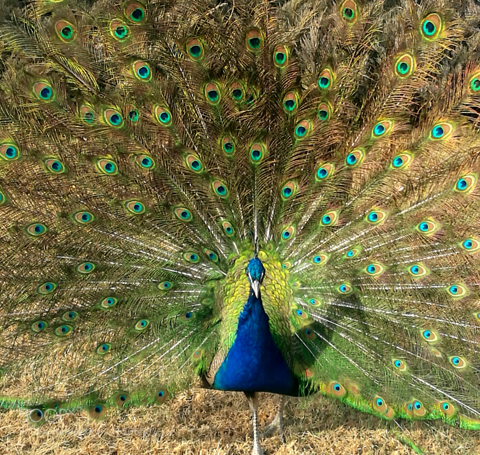 HUAWEI Mate 8 sample photo. Untitled photography