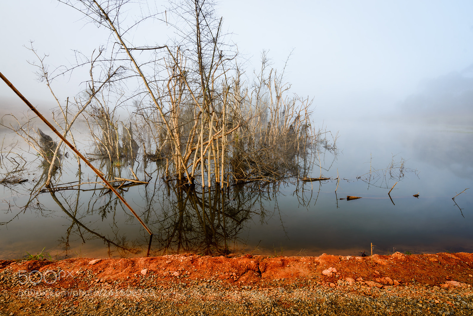 Nikon D600 sample photo. Root photography