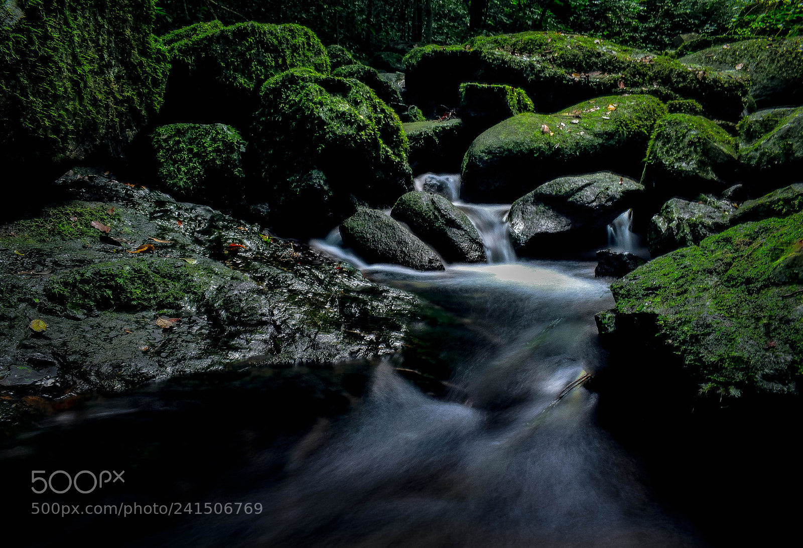 Nikon D5500 sample photo. Green fall photography