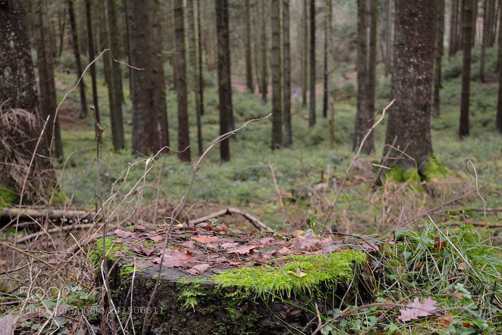 Nikon D3100 sample photo. Wald baumstumpf photography