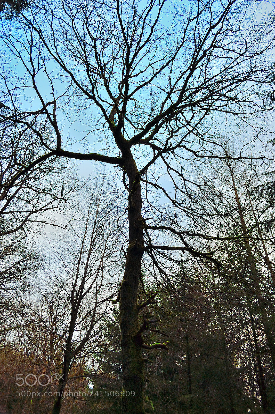 Nikon D3100 sample photo. Wald baum photography