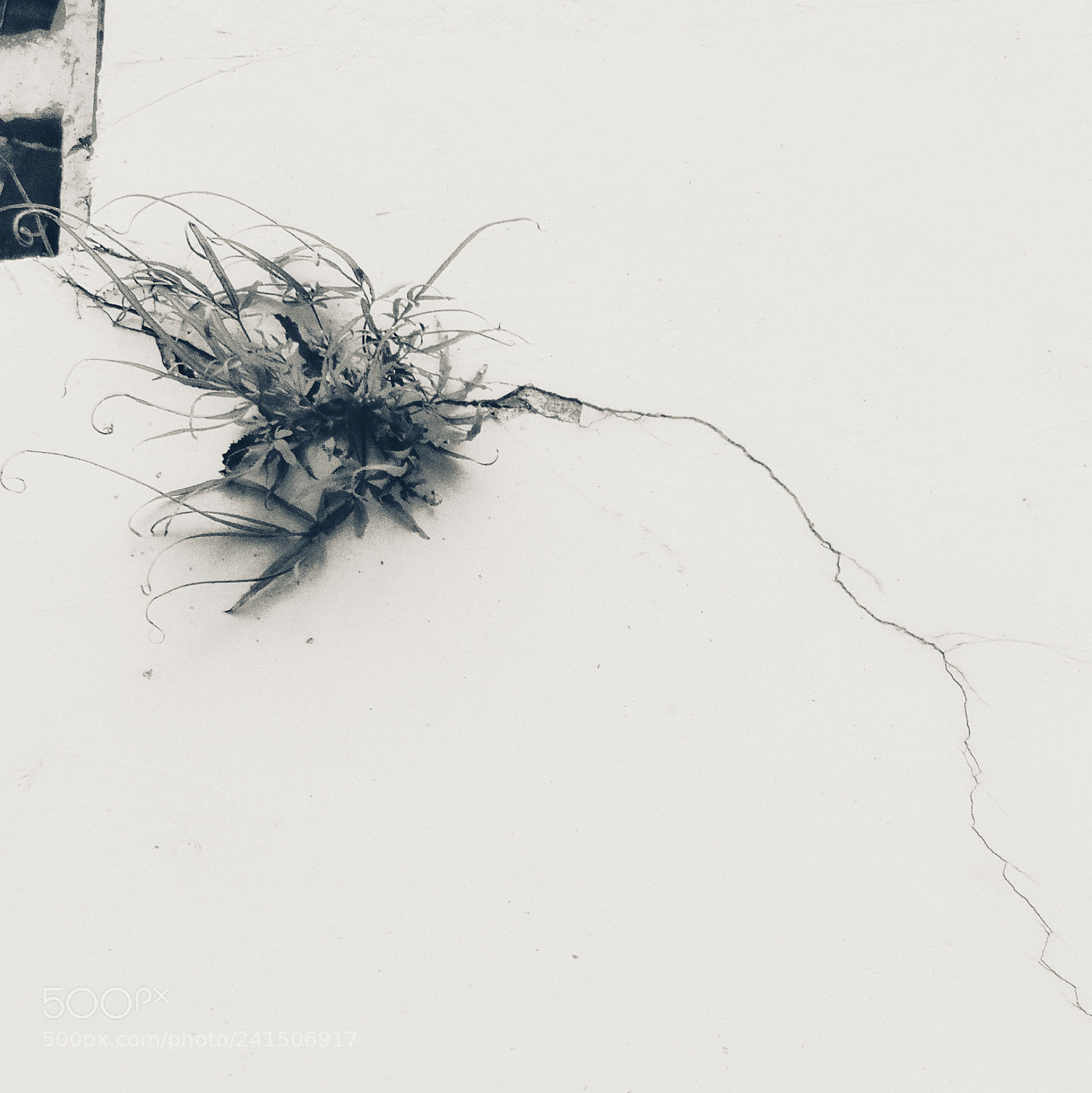 HUAWEI Mate 10 sample photo. Grass photography