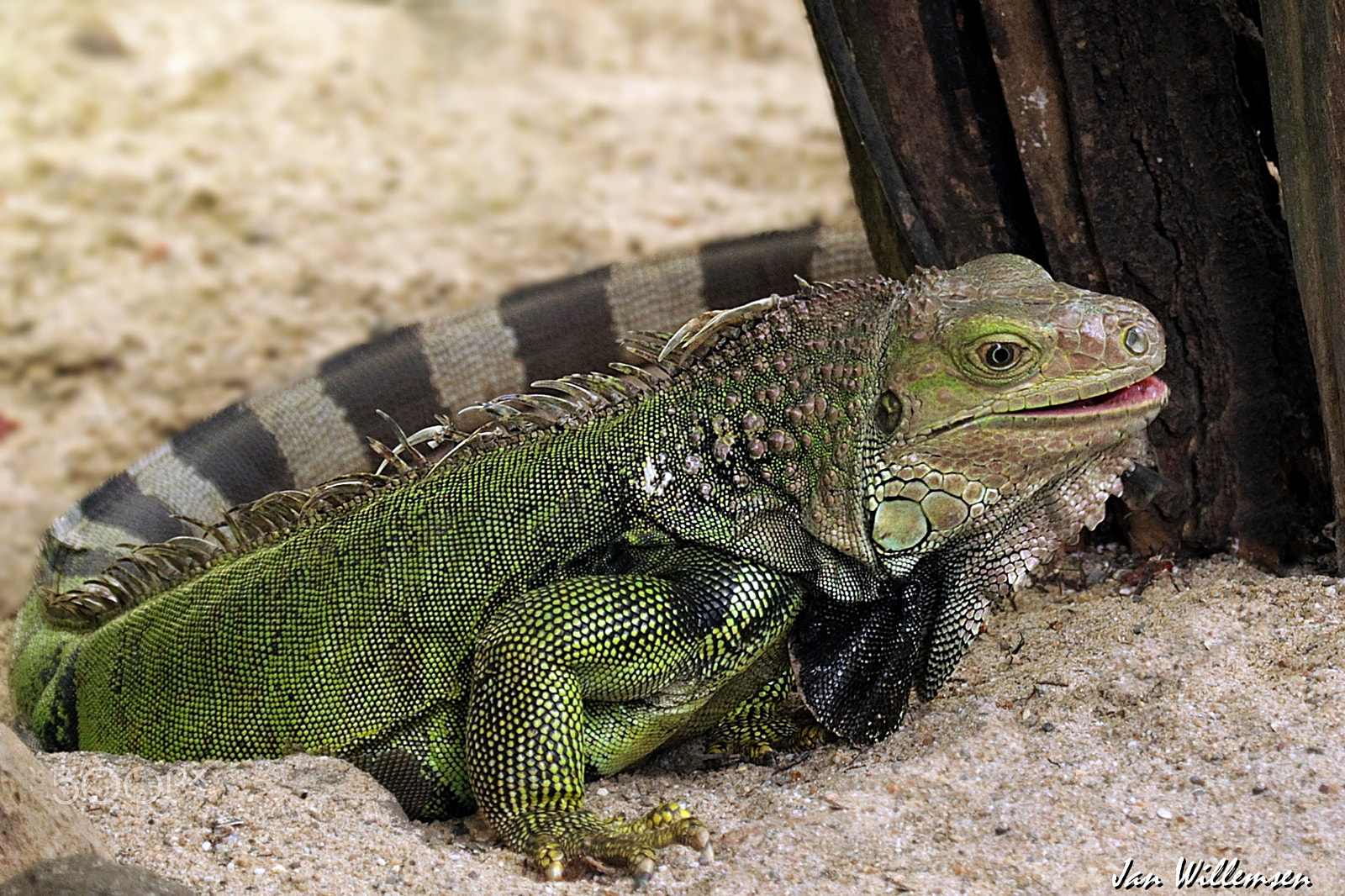 Canon EF 100-400mm F4.5-5.6L IS USM sample photo. Iguana photography