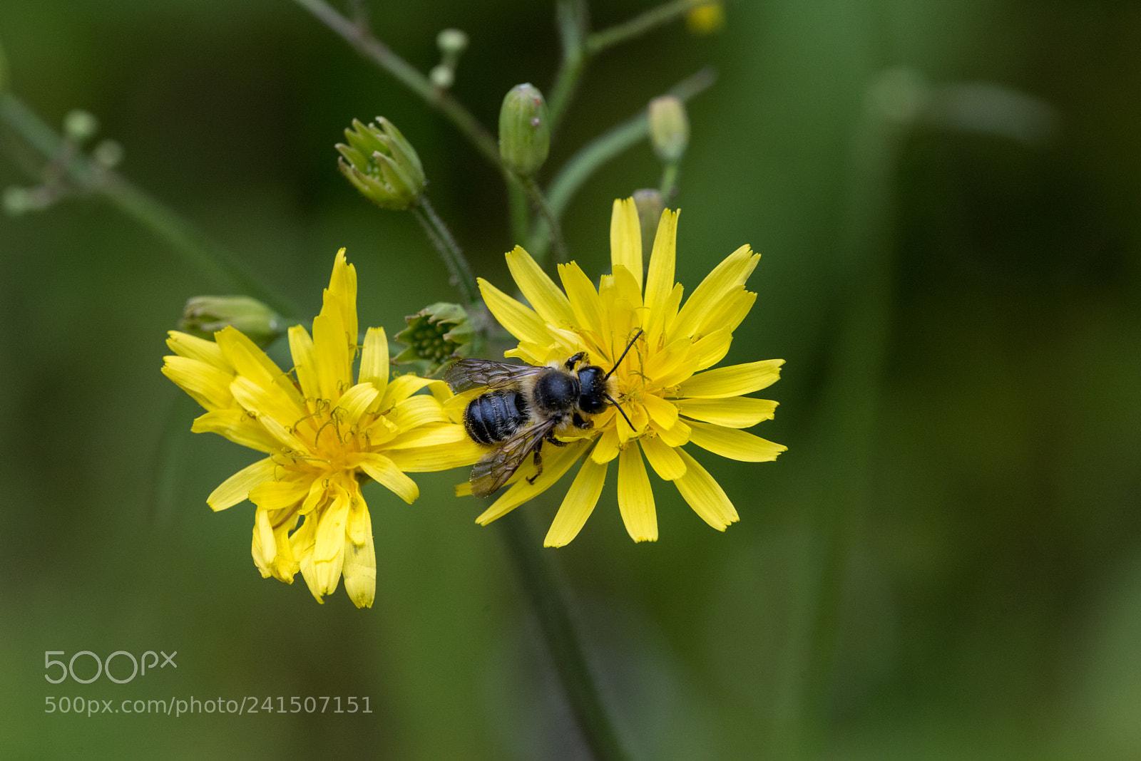 Nikon D810 sample photo. Bee photography