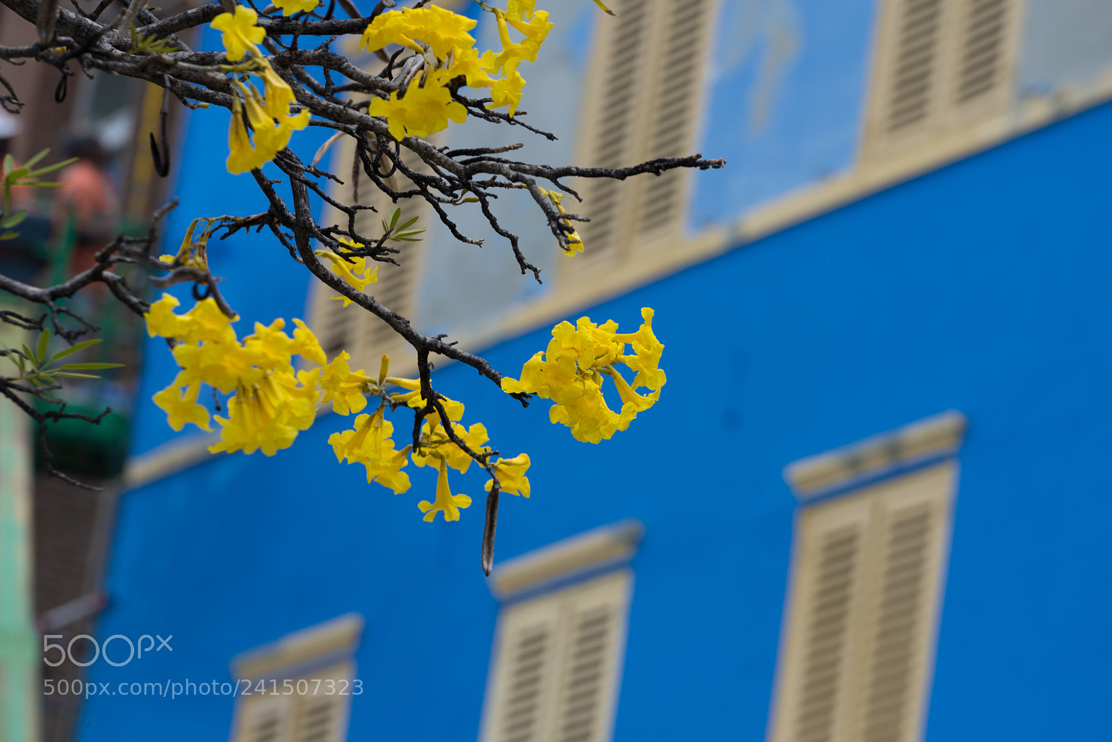 Sony a7R sample photo. Curaçao photography