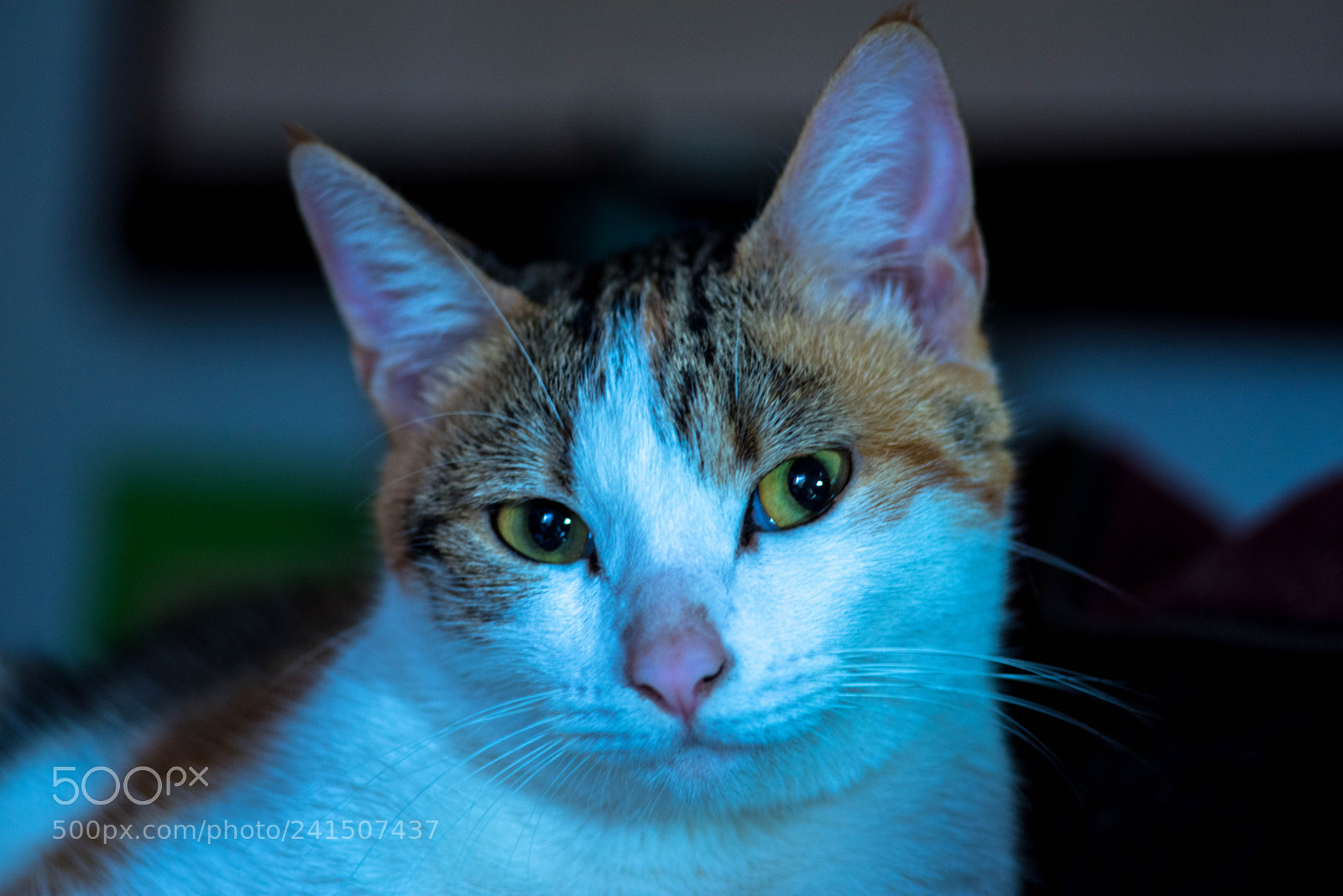 Nikon D810 sample photo. My lucky cat photography