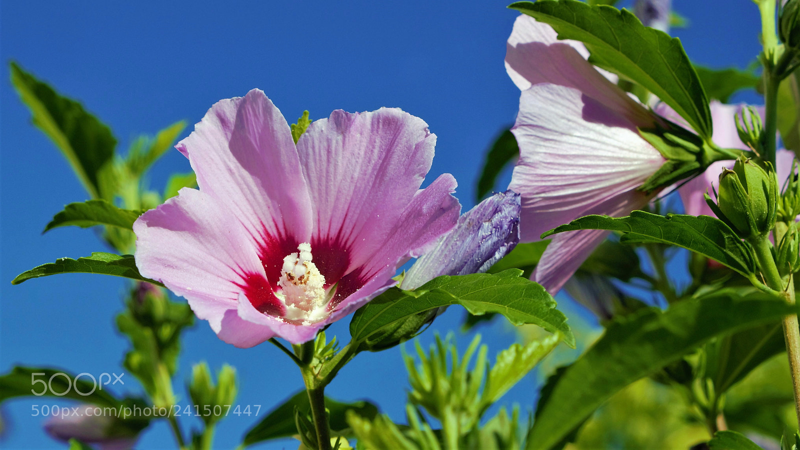 Panasonic Lumix DMC-G6 sample photo. Summertime mood photography
