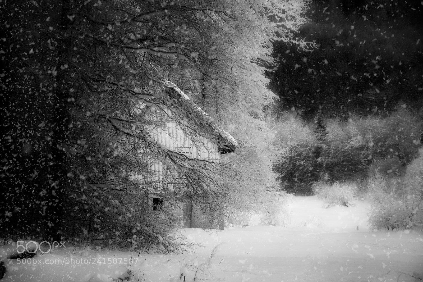 Nikon D7100 sample photo. Winter house bw photography
