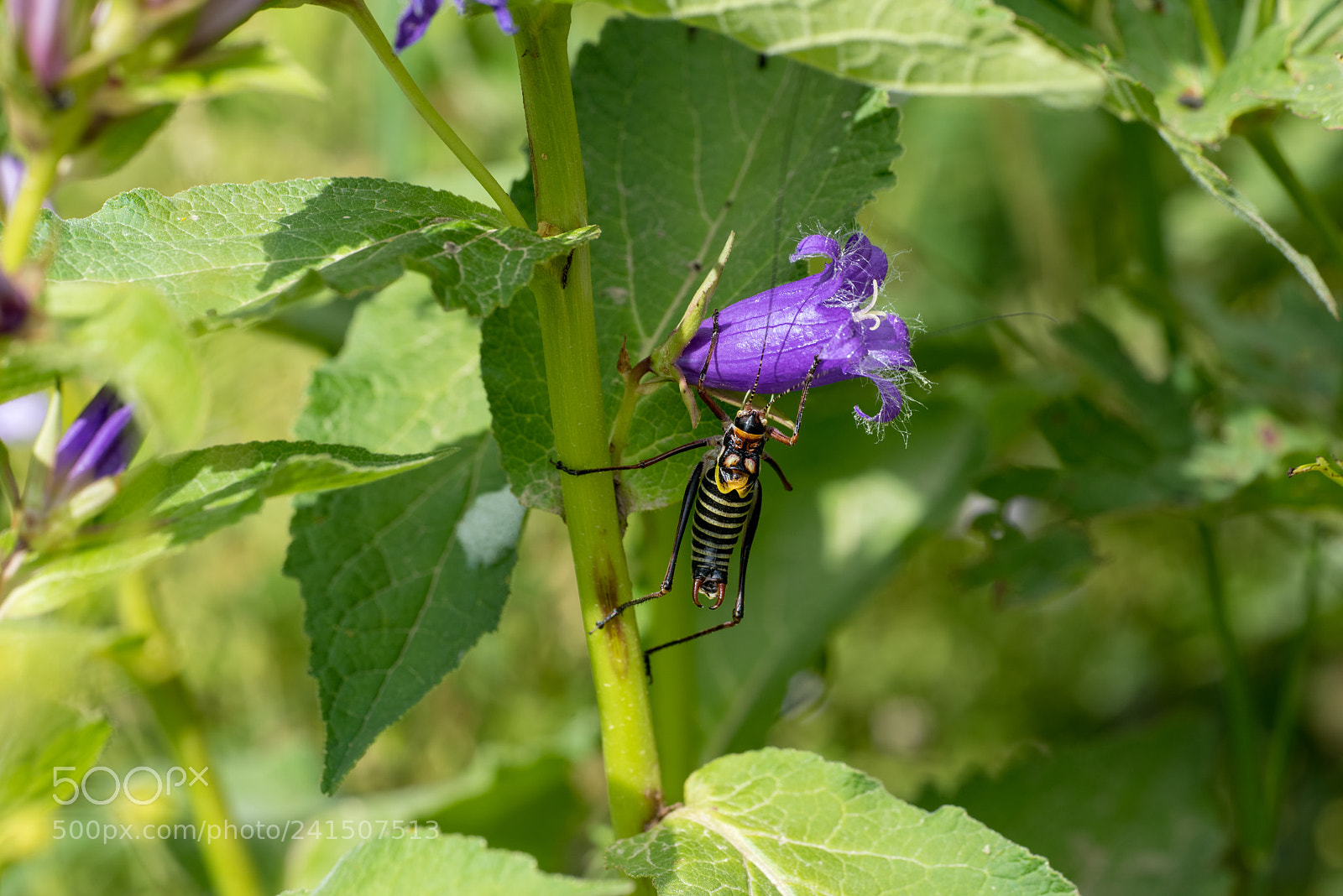 Nikon D810 sample photo. Grasshopper photography