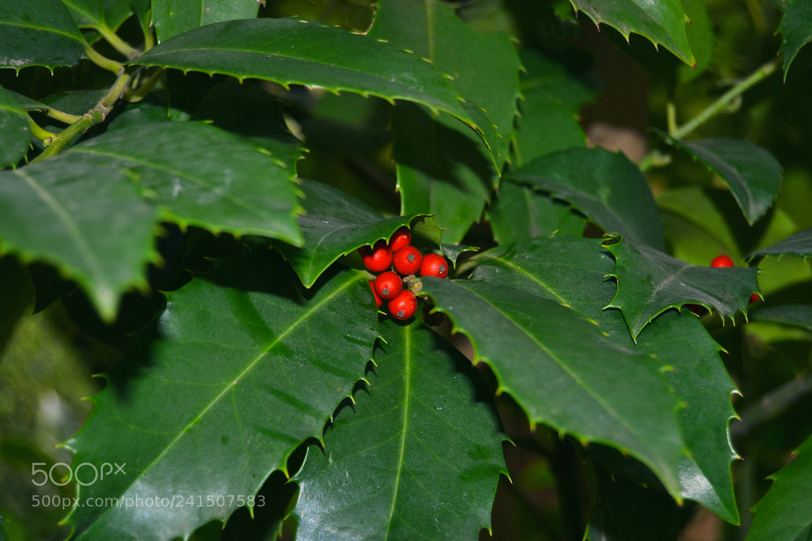 Nikon D3100 sample photo. Acebo photography