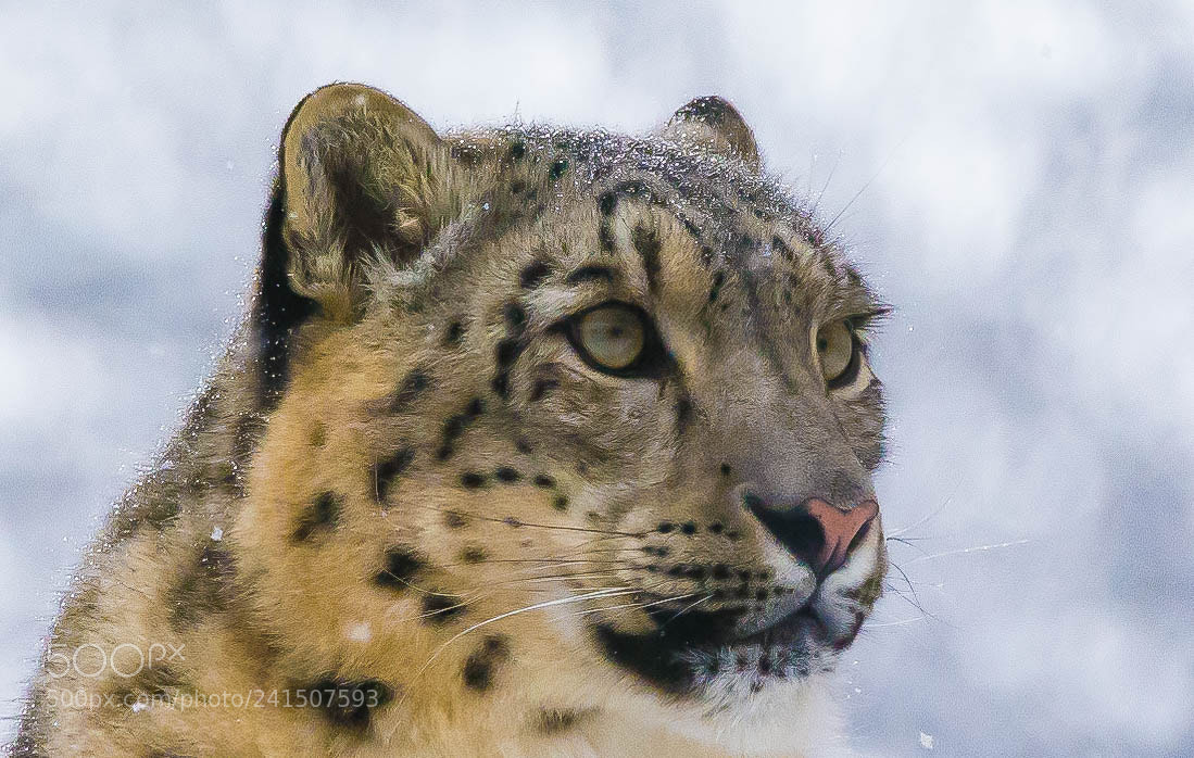 Nikon D7100 sample photo. Big softy 2 photography