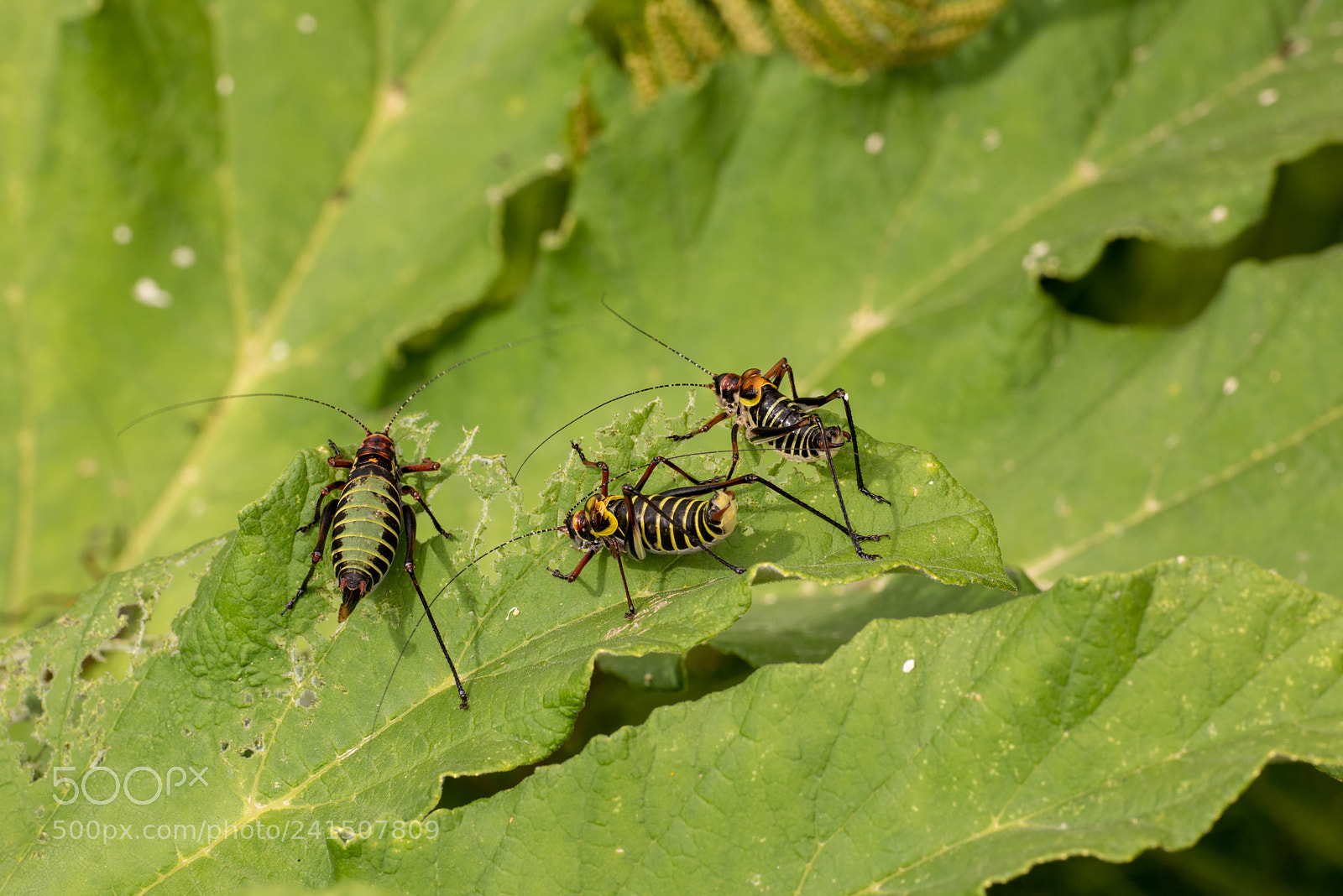 Nikon D810 sample photo. Grasshoppers photography