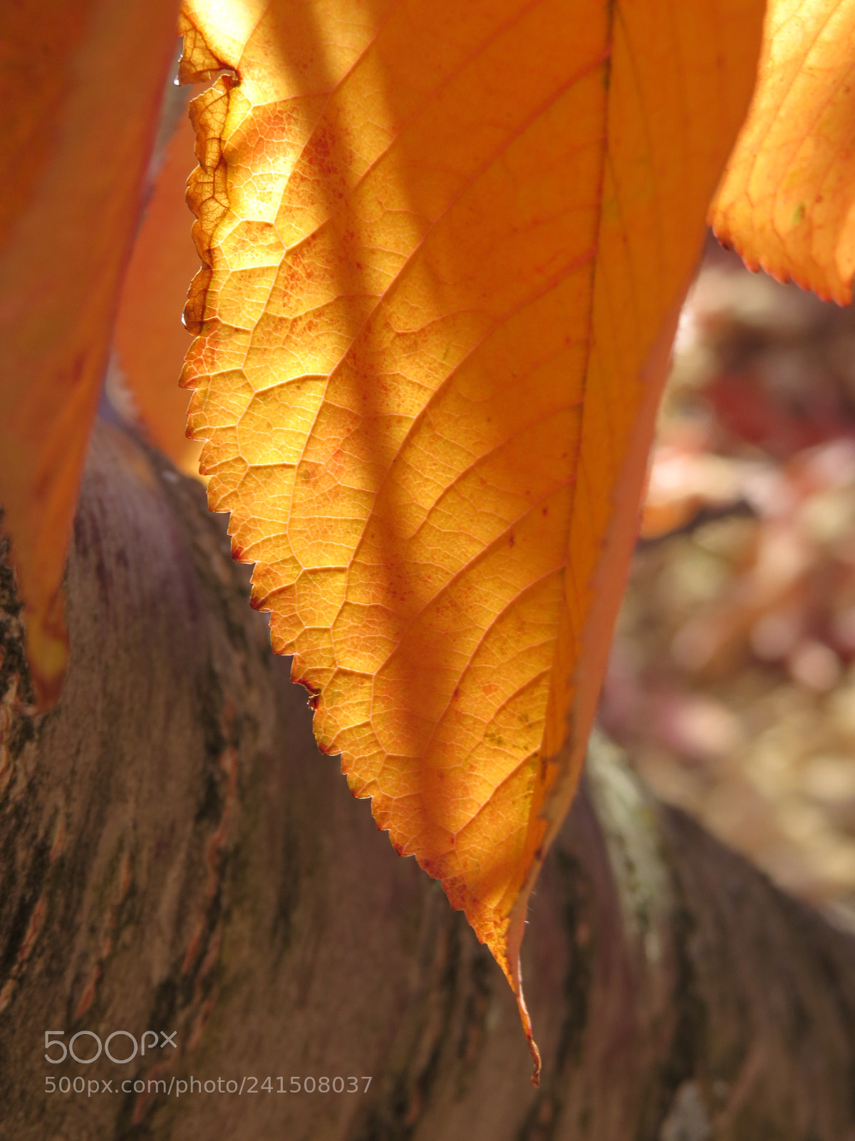 Canon PowerShot SX50 HS sample photo. Cherry autumn leaf honored photography