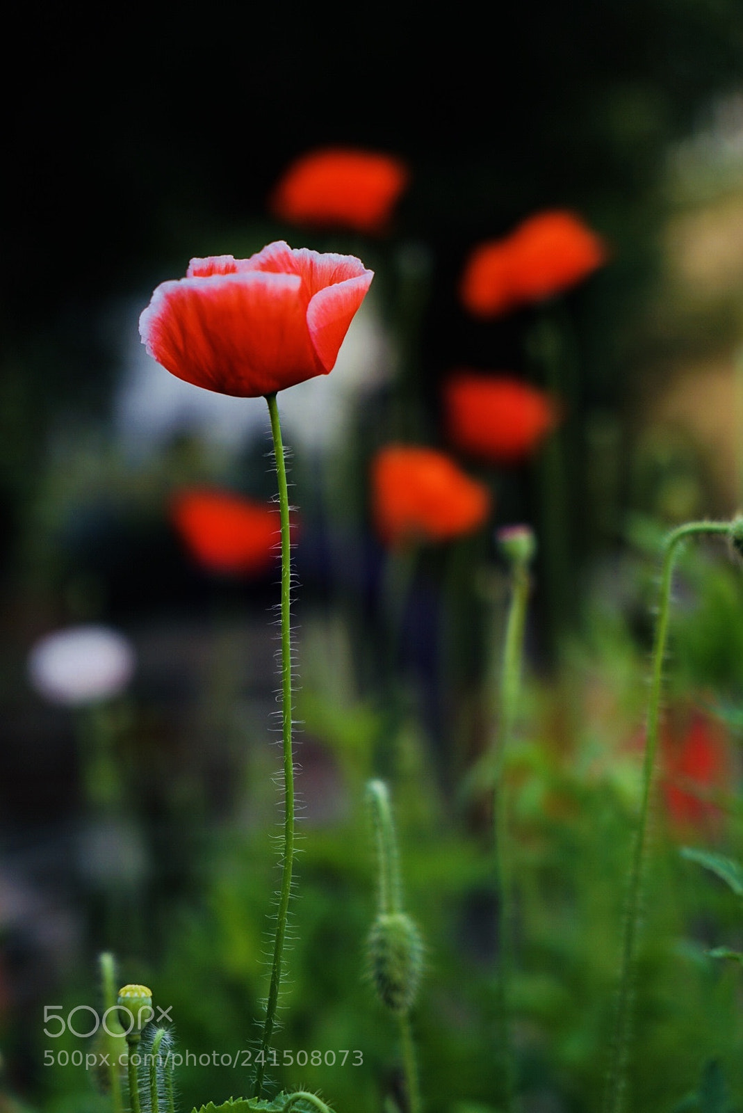 Sony a7 II sample photo. Flowers photography