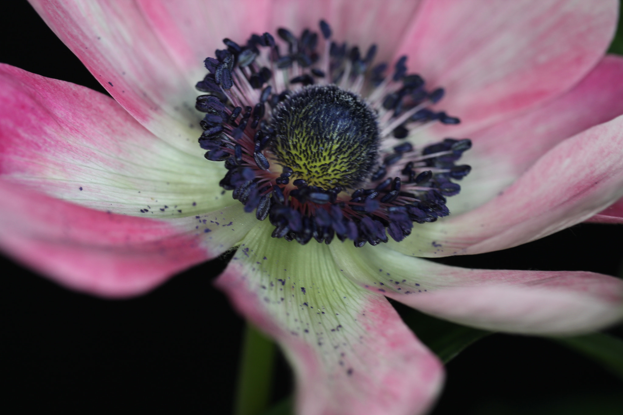 Canon EF-S 35mm F2.8 Macro IS STM sample photo. Flower: anemone photography