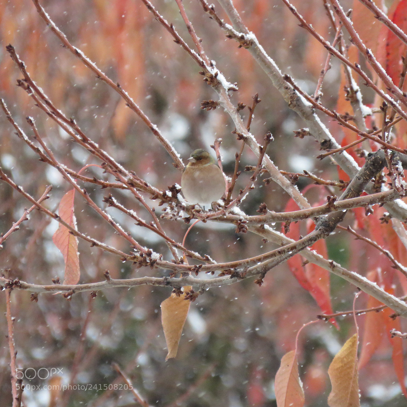 Canon PowerShot SX60 HS sample photo. Img photography