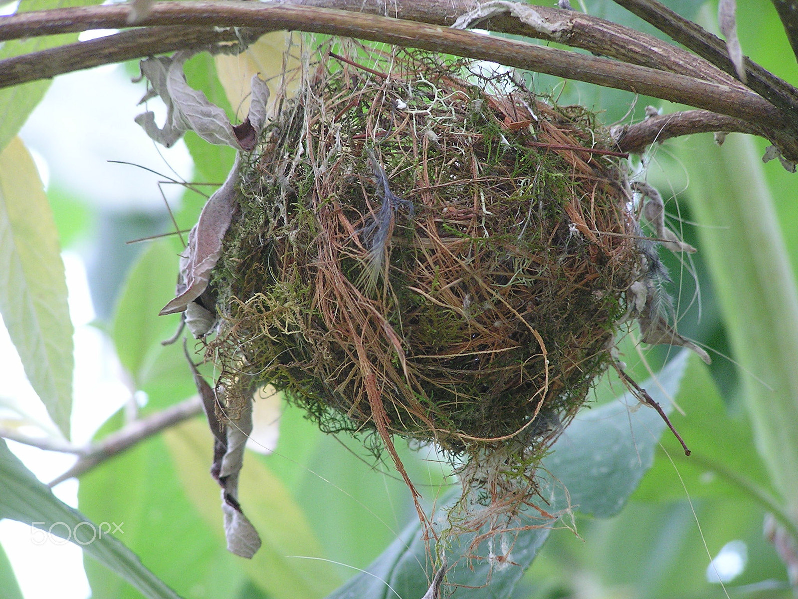 Olympus C740UZ sample photo. Little bird nest in forest photography