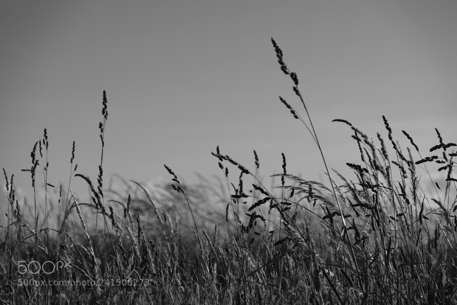 Fujifilm X-T2 sample photo. Wheat photography