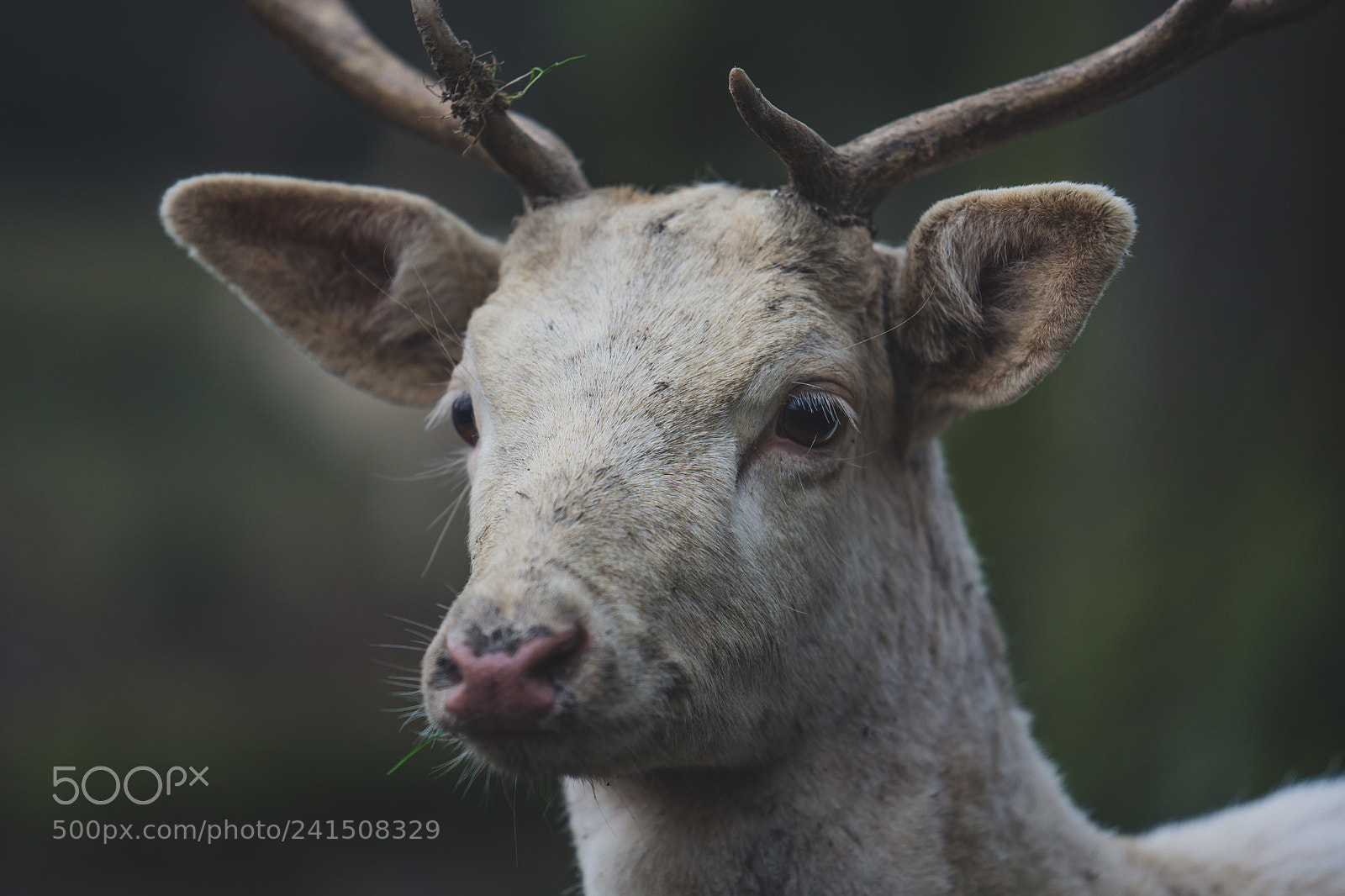 Sony a7 II sample photo. Dan k skvrnit portr photography