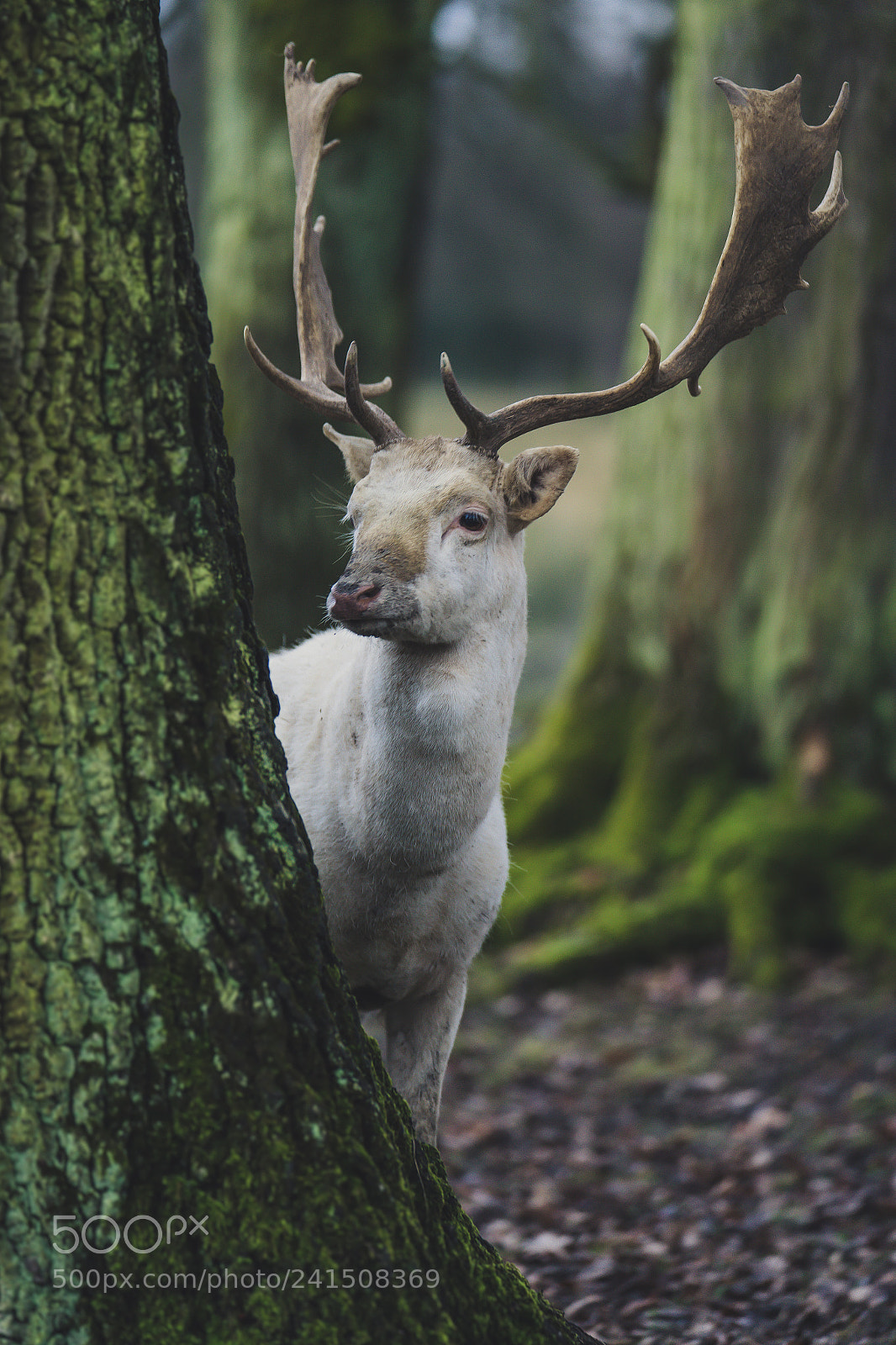 Sony a7 II sample photo. Daněk skvrnitý photography