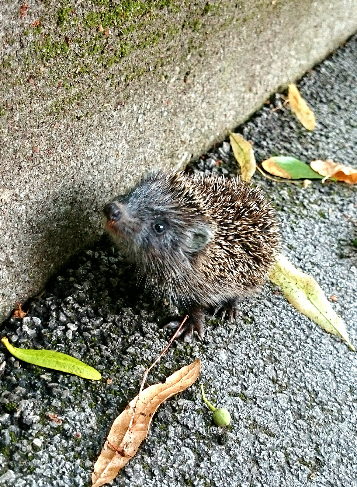 Sony Xperia Z2 sample photo. Hedgehog photography
