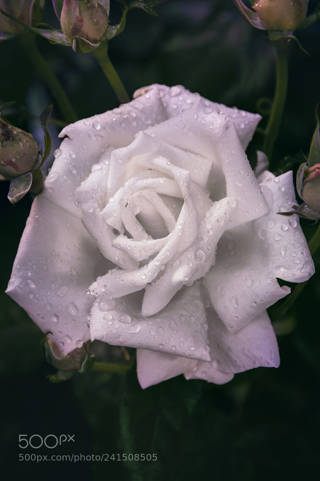 Nikon D3200 sample photo. Rose photography