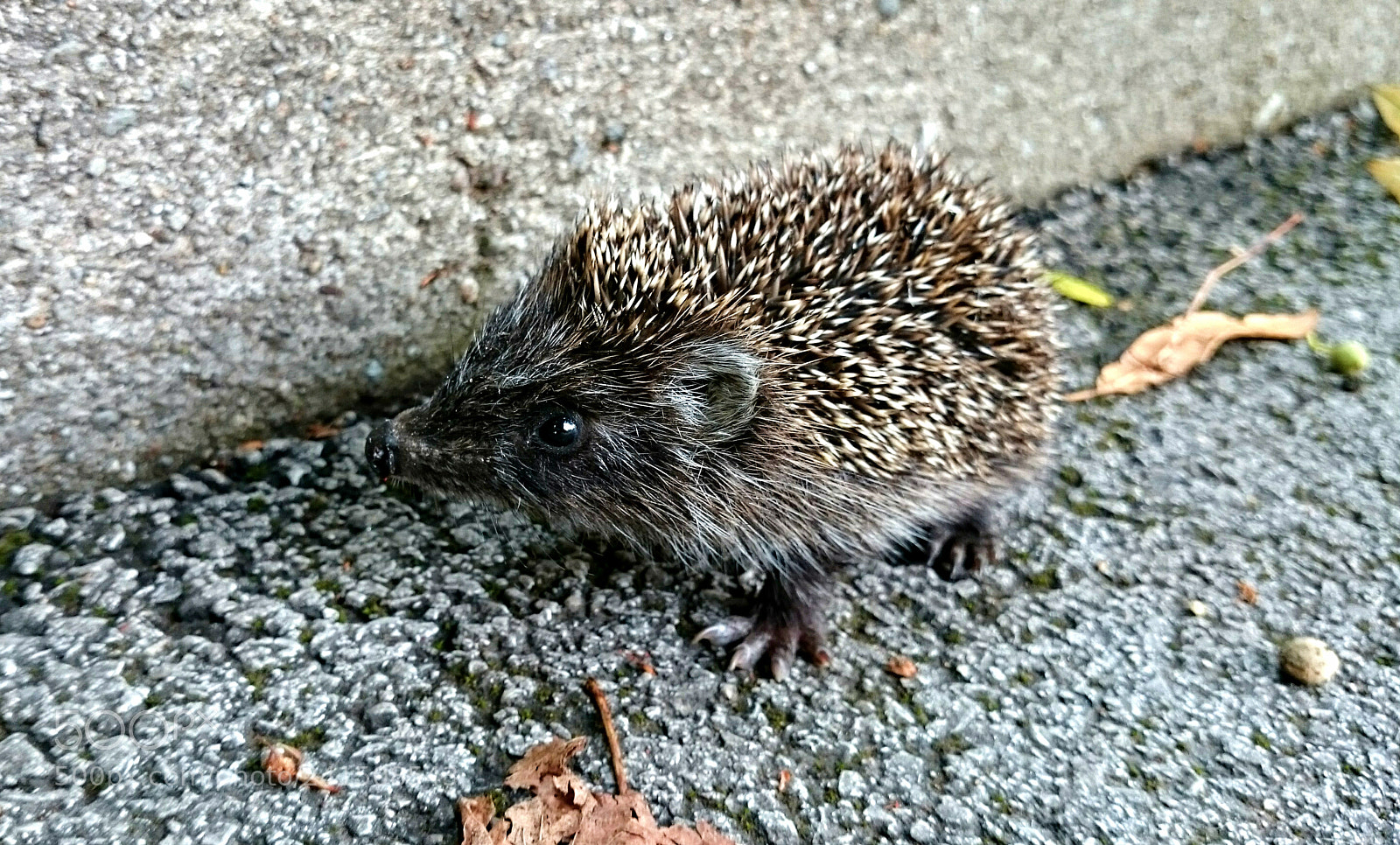 Sony Xperia Z2 sample photo. Hedgehog photography