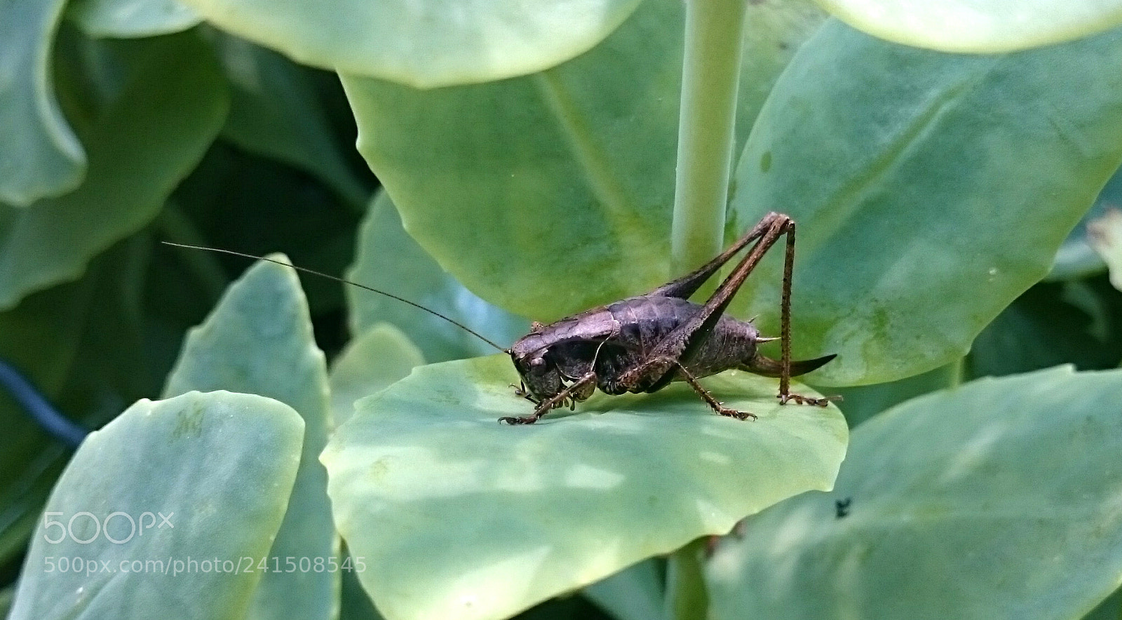 Sony Xperia Z2 sample photo. Hopp hopp hopper photography