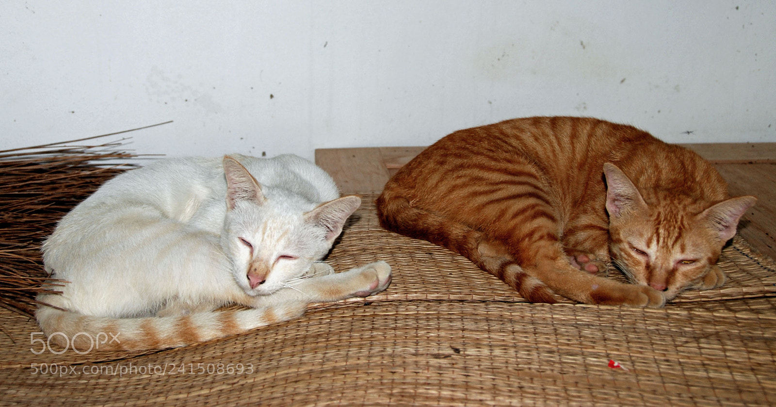 Nikon D80 sample photo. Thai cats. photography